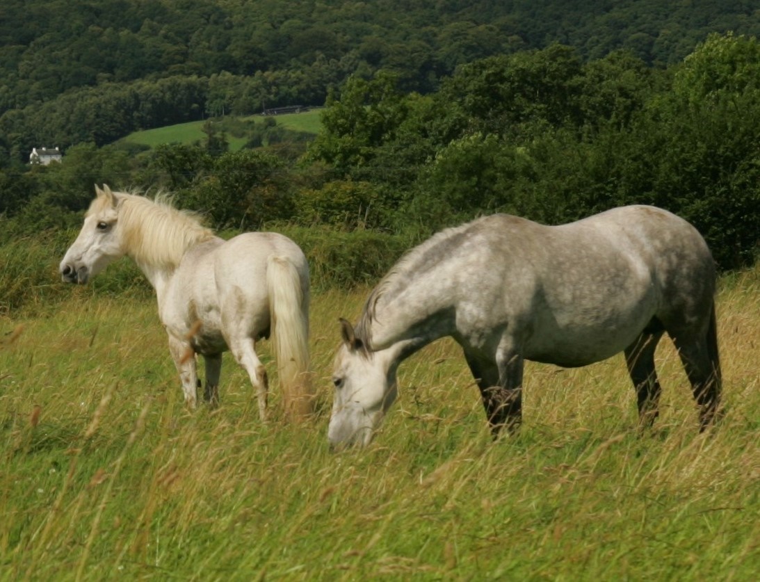 Eriskay ponies